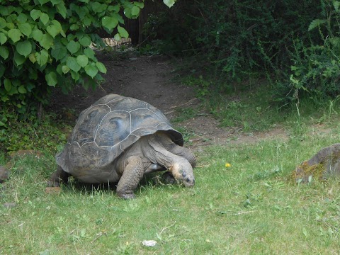 Galapagos Tortoises