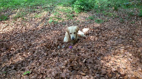 Precious Pals. Dog Walking & Pet Sitting.