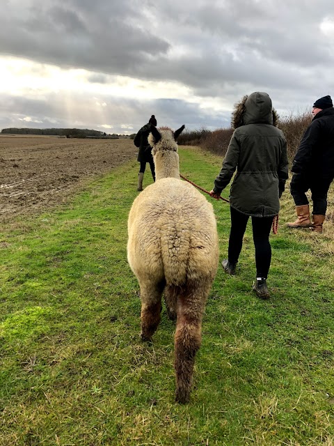 Stubbs Farm Alpacas