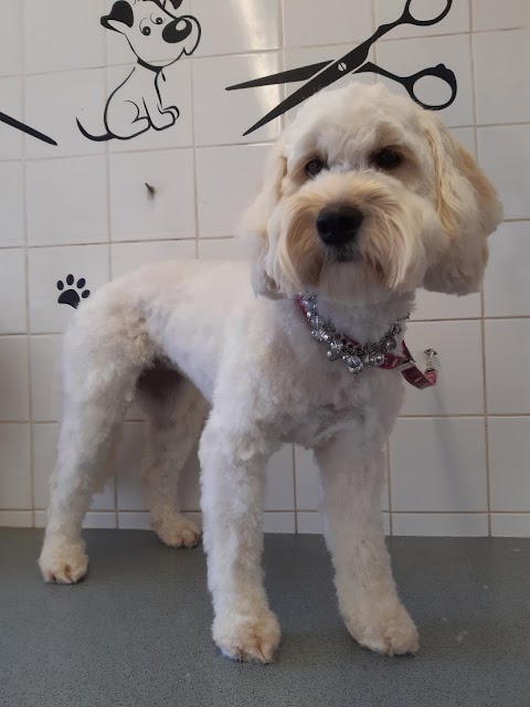 Shampoochez Dog Grooming