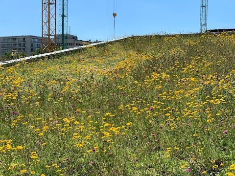 The Green Roof Company