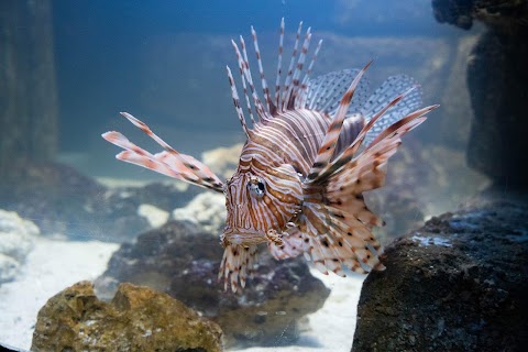 Blue Planet Aquarium