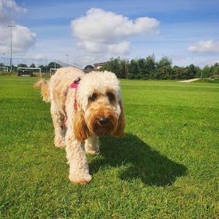 Dronfield Dog Walkers