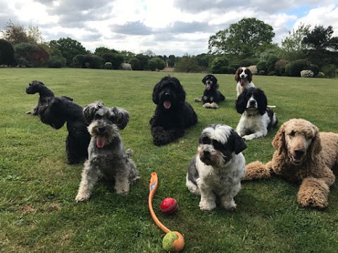 Dolly's Dog Day Care & Dog Boarding in Cobham, Surrey