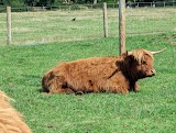 Bluebell Dairy Ice Cream Farm