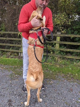 Sandy Lane Kennels And Cattery