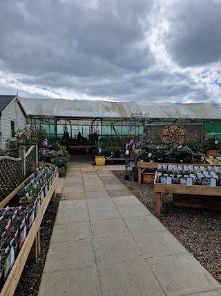 ALBAN HILL NURSERIES