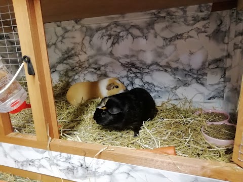 Maple Pigs Guinea Pig Boarding in Didcot