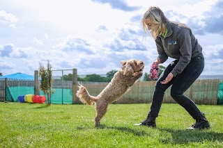 Bruce's Doggy Day Care in Woodcote Green