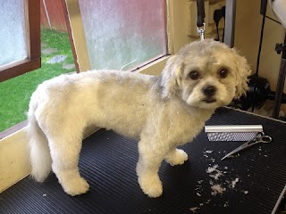 BUSHMEAD DOG GROOMERS