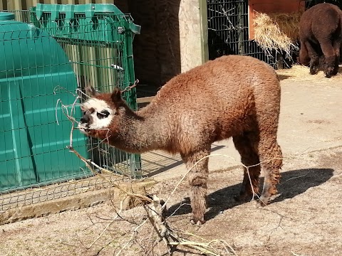 Emerald Park petting zoo