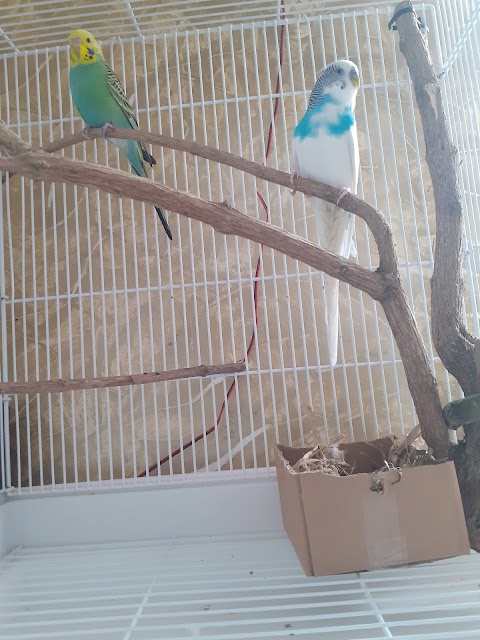 B & T Parrots & Pet Supplies