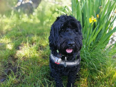 Campbells Walkies - Dog Walker in Musselburgh & East Lothian