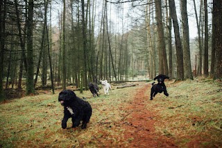 Pennine Pooches