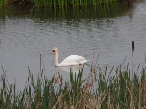 Darwin's Walk Pond