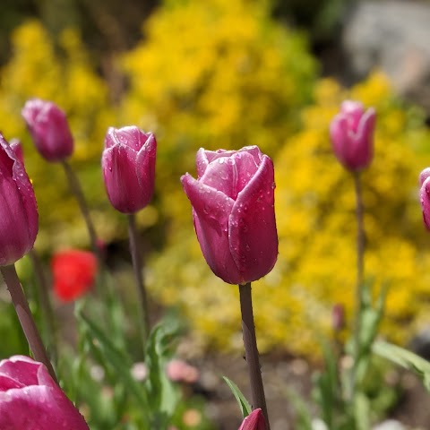 Emily's Flowers