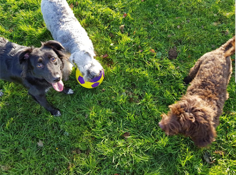 Premier Dog Walkers.