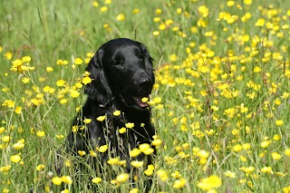 Benvellyn Kennels