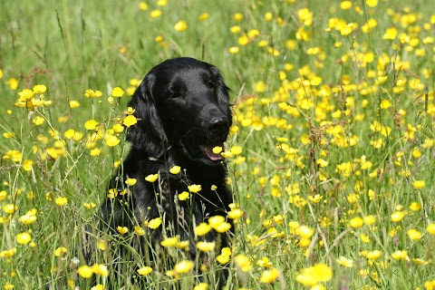 Benvellyn Kennels