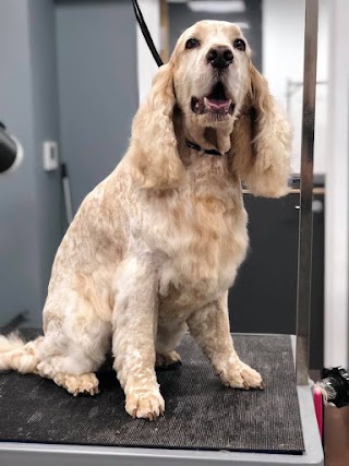 Dog Grooming - The Spa Ilkeston Pamper & Groom