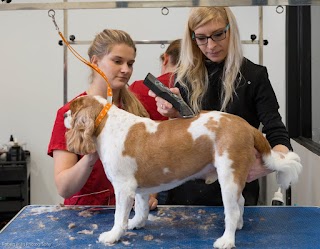 GroomArts Dog Grooming Academy | Hertfordshire