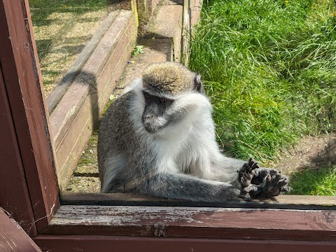 Monkey Haven - Primate Rescue Centre