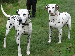 Rose Tree Farm Boarding & Hydrotherapy