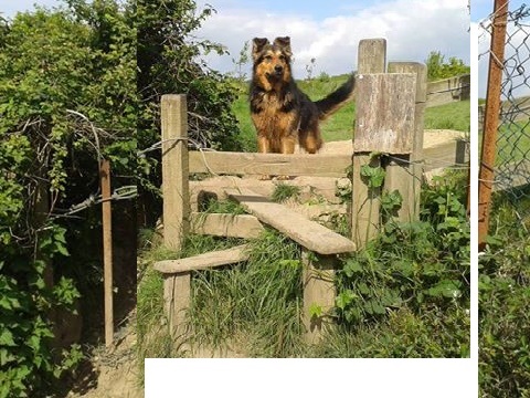 Doggie Holiday Homes