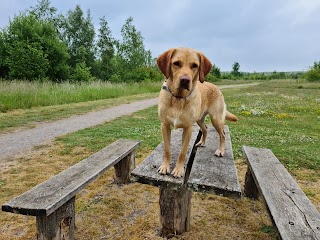 Doggies Walking Service