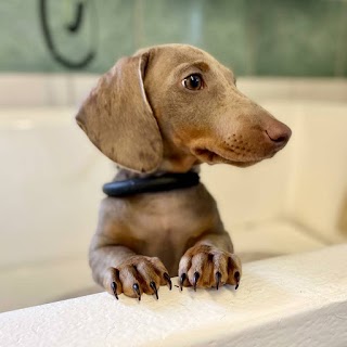 The Grooming Room at Brookfields