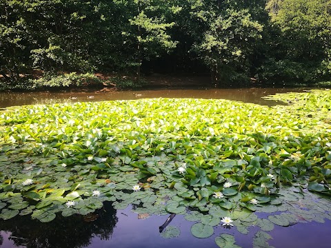 Queensmere Pond, Wimbledon Common