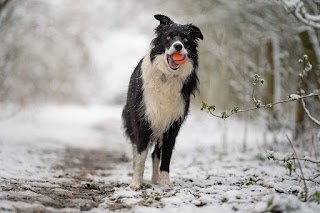 Premium Dog Walkers