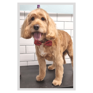 Woof & Ready Dog Grooming and Pet Services Ltd