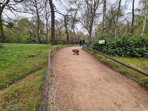 Trentham Monkey Forest