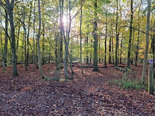 Salcey Forest