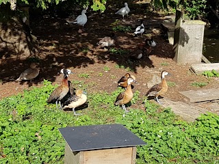 Alderton Duck Pond