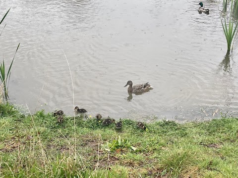 Balancing Pond