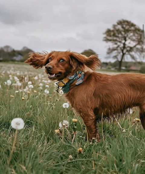 Maisies collars and leads