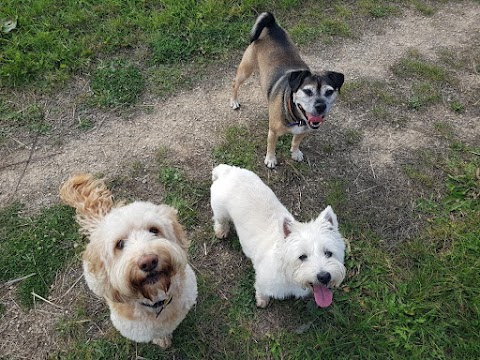 Henry's Walking Pals