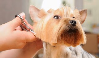 Amaranth Dog Grooming