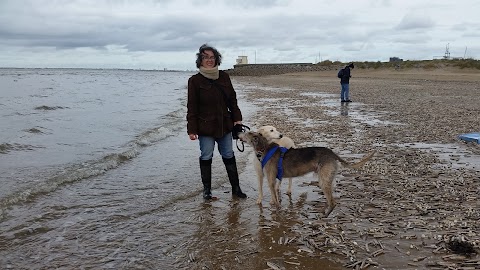 Well Balanced Animals - Veterinary Physiotherapy and Tellington TTouch Training