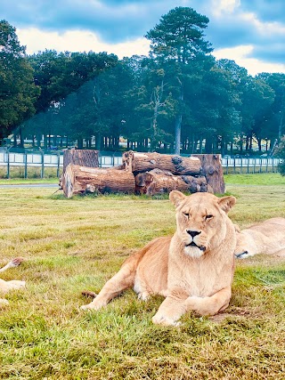 Lion enclosure