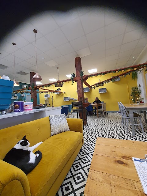 Charlies Cat Cafe