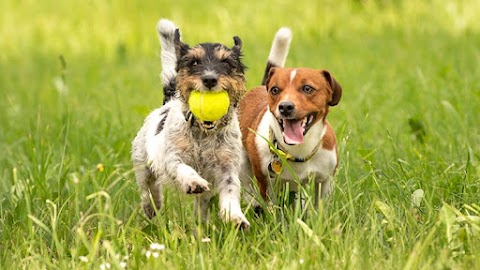 Pawsome Pups Dog Walking