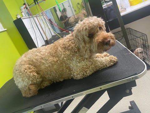 Top Dogz Salon