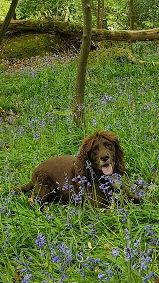 Little Gems Devon Dogs