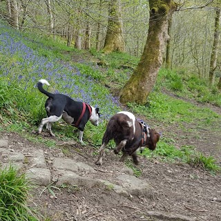 Baxter's Dog Walking Halifax