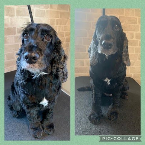 Bark View Dog Grooming