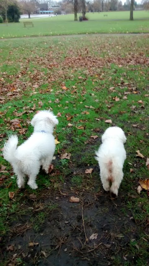 Tiny Paws Dog Walking