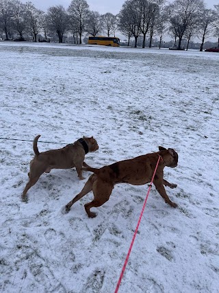 Fluffy go walkies